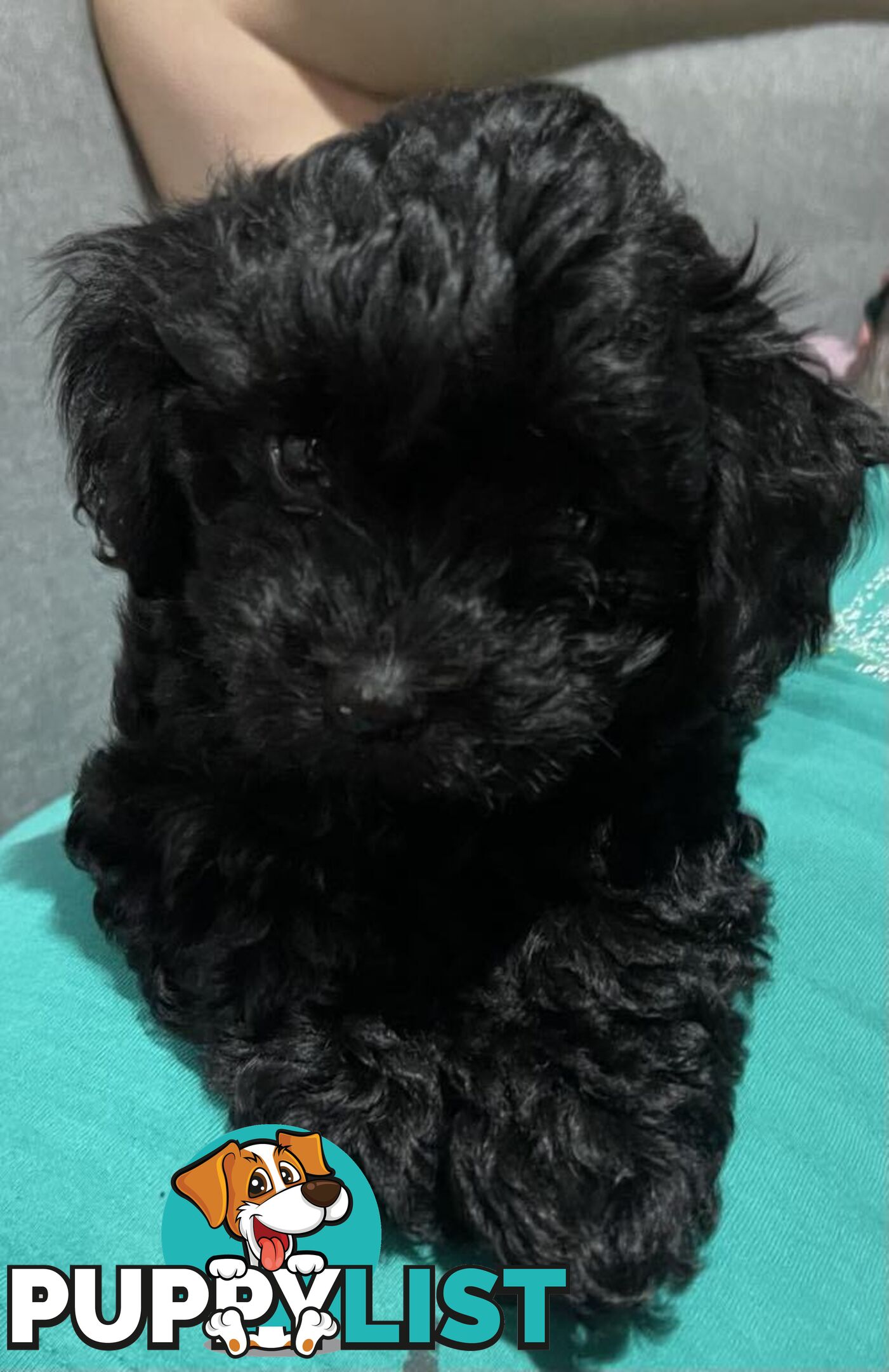 Pure Black Maltese x Shih Tzu Male Puppy for sale