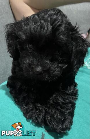 Pure Black Maltese x Shih Tzu Male Puppy for sale