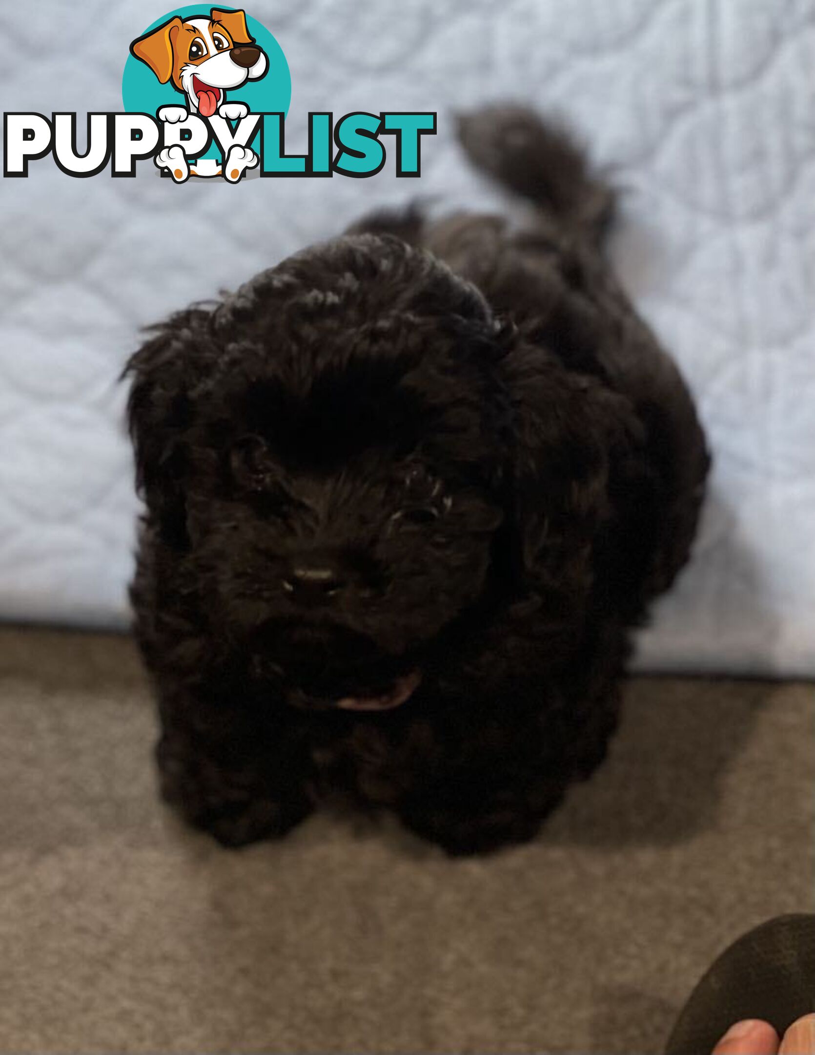 Pure Black Maltese x Shih Tzu Male Puppy for sale