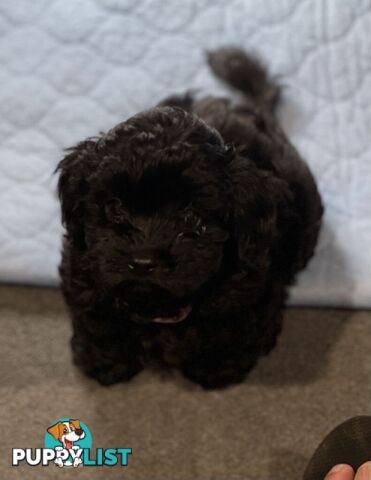 Pure Black Maltese x Shih Tzu Male Puppy for sale