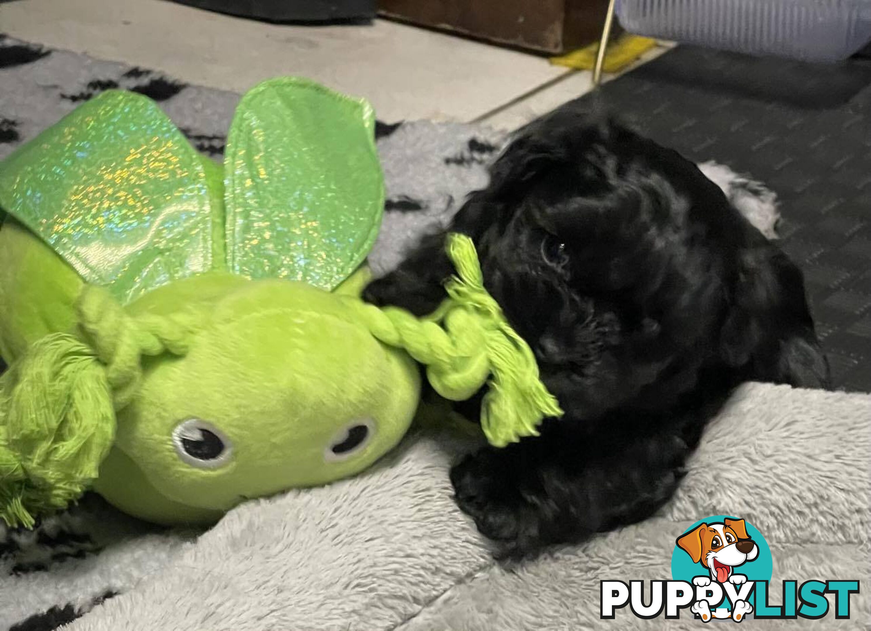 Pure Black Maltese x Shih Tzu Male Puppy for sale