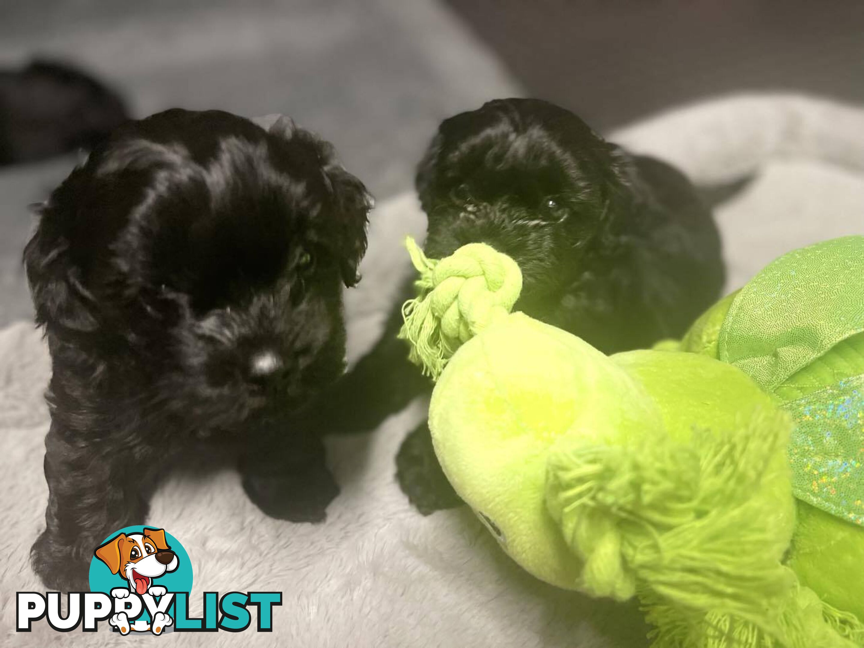 Pure Black Maltese x Shih Tzu Male Puppy for sale