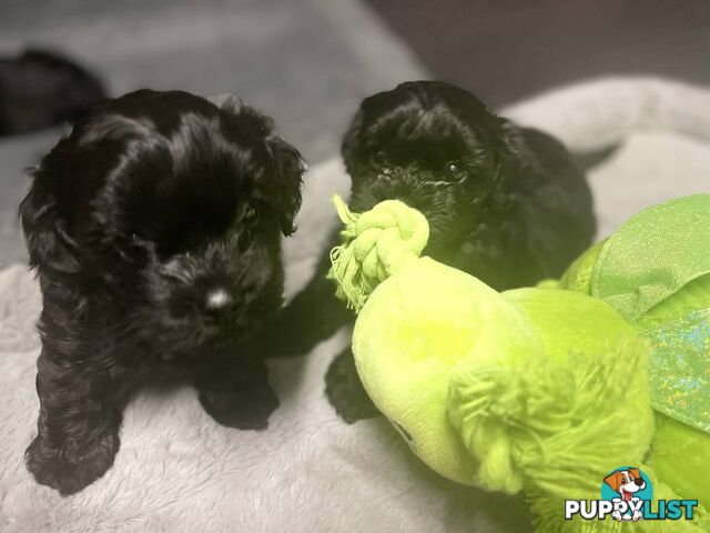 Pure Black Maltese x Shih Tzu Male Puppy for sale