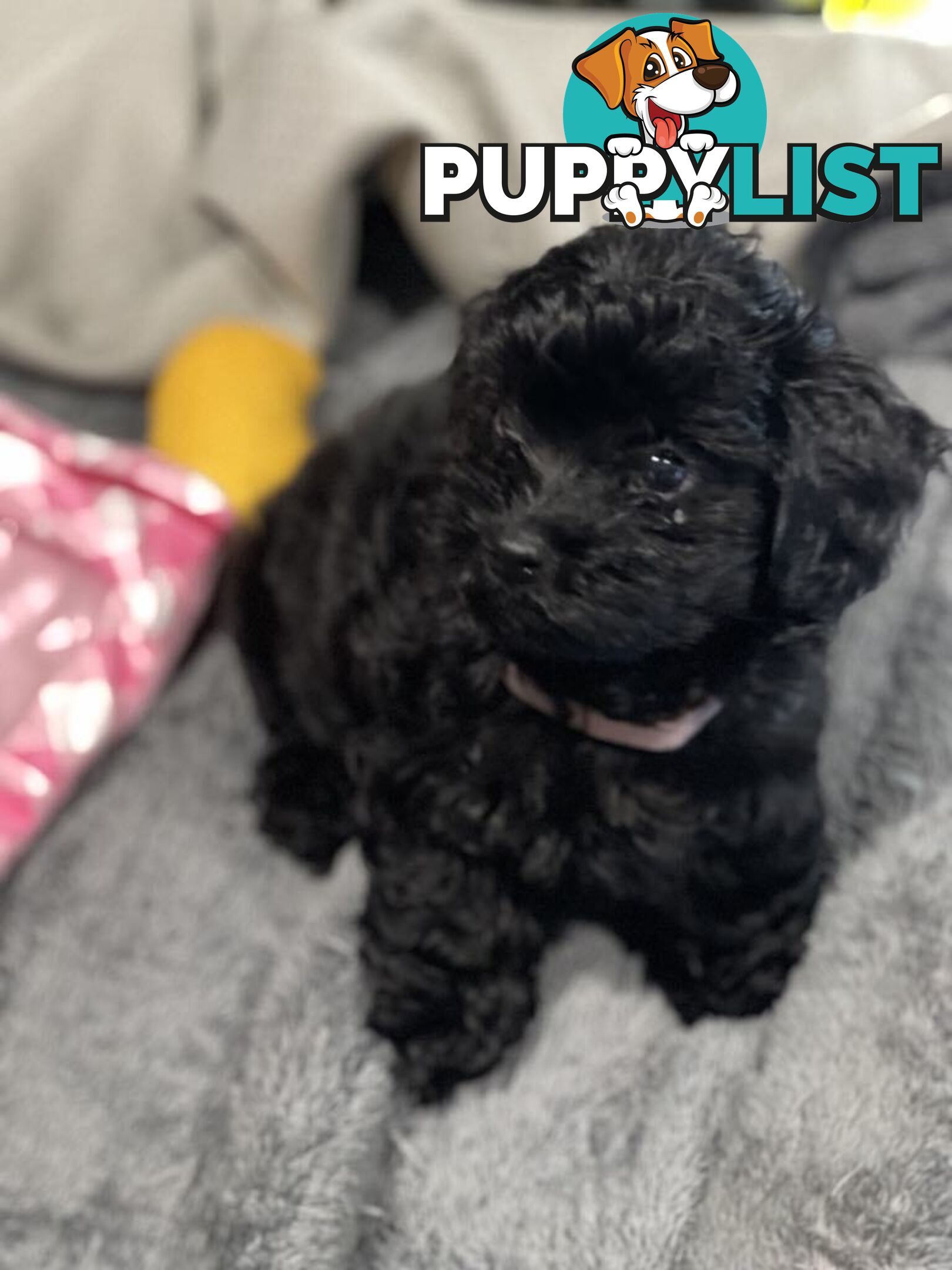 Pure Black Maltese x Shih Tzu Male Puppy for sale