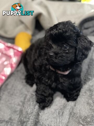 Pure Black Maltese x Shih Tzu Male Puppy for sale
