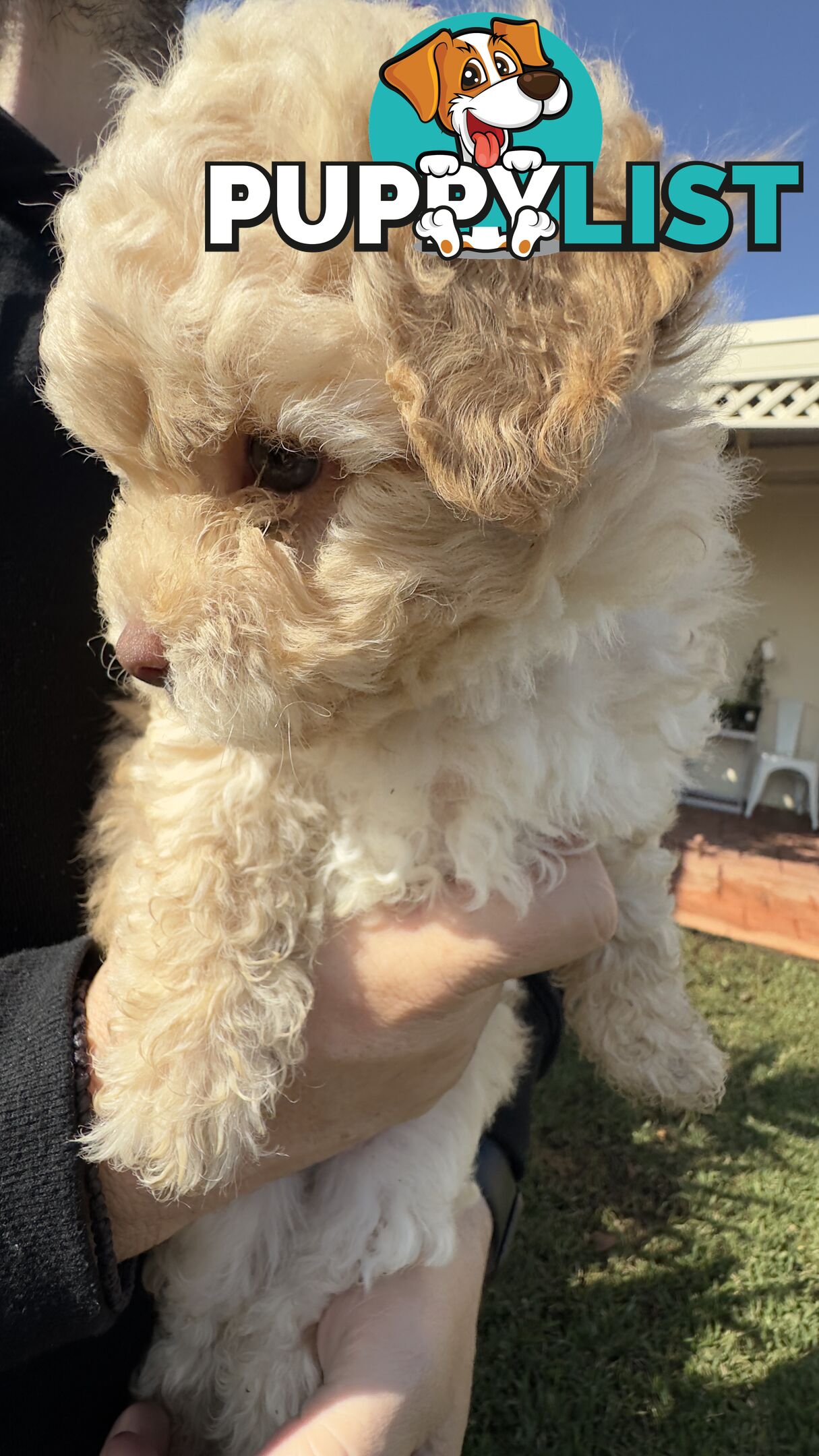 Toy Poodle Puppy