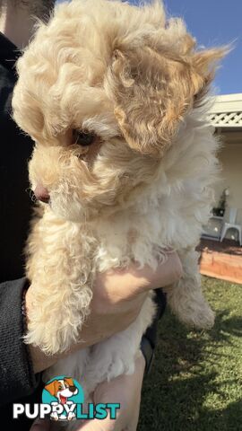 Toy Poodle Puppy