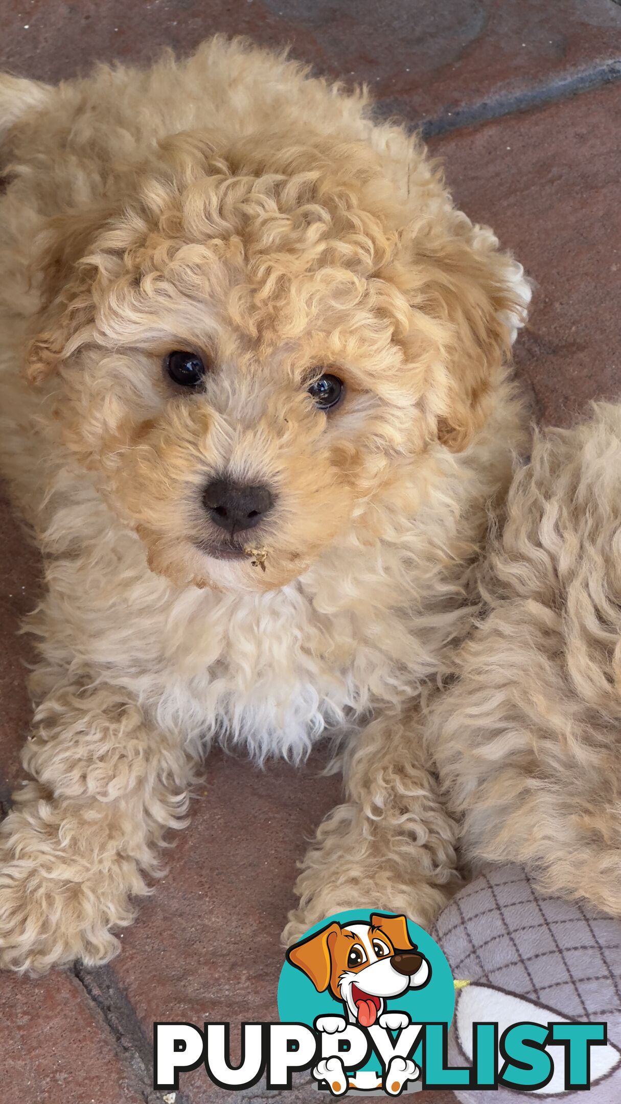 Toy Poodle Puppy