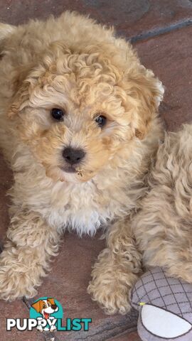 Toy Poodle Puppy