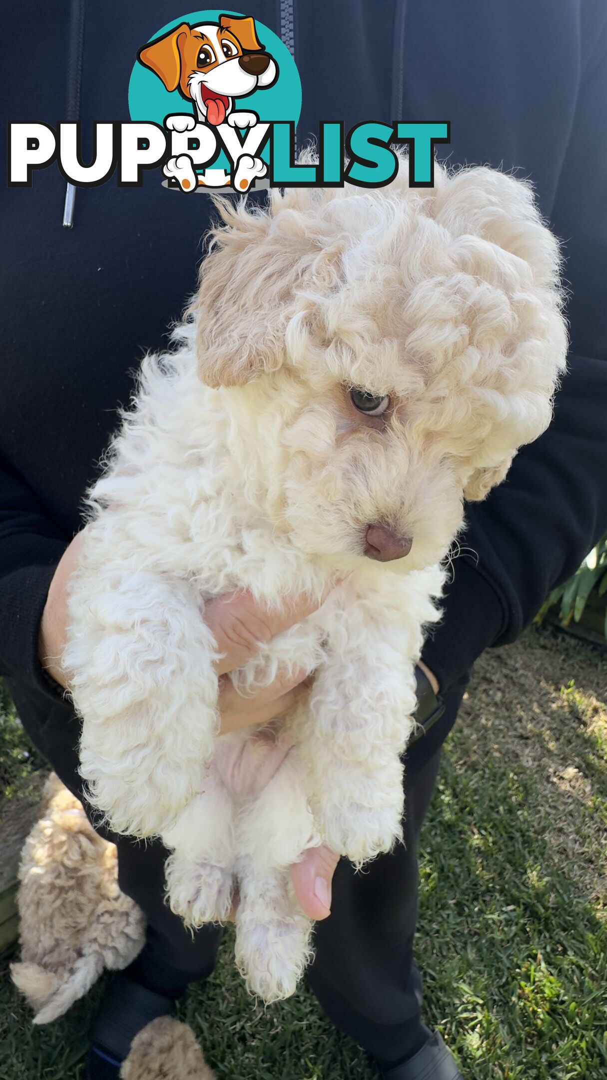 Toy Poodle Puppy