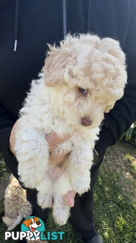 Toy Poodle Puppy