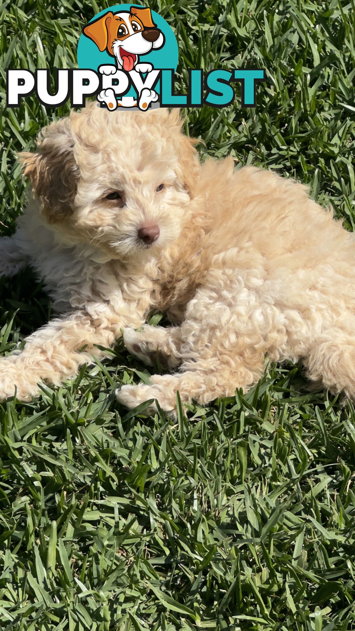 Toy Poodle Puppy