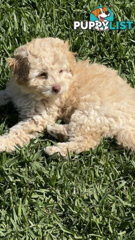 Toy Poodle Puppy