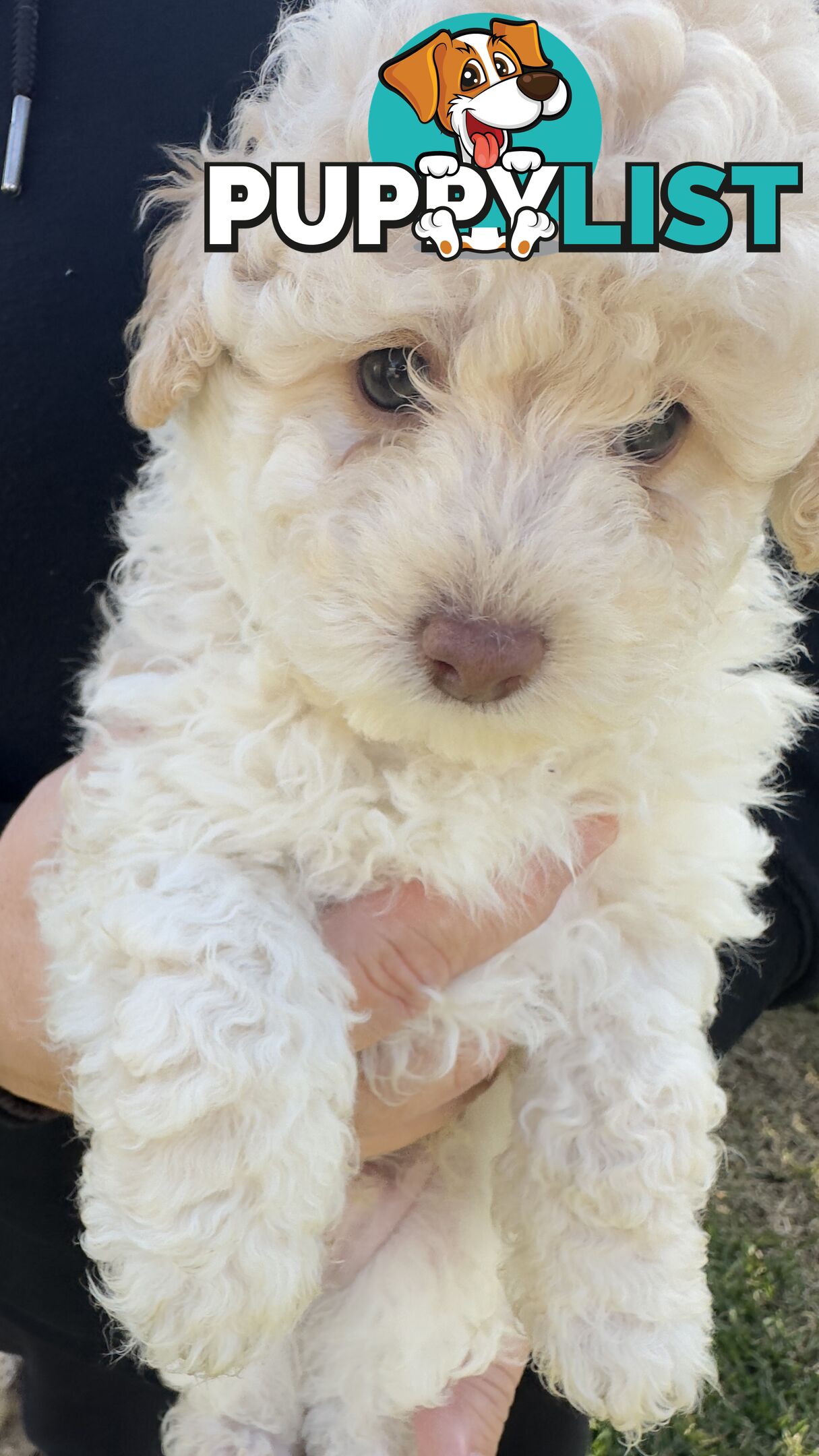 Toy Poodle Puppy