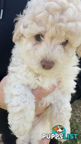 Toy Poodle Puppy