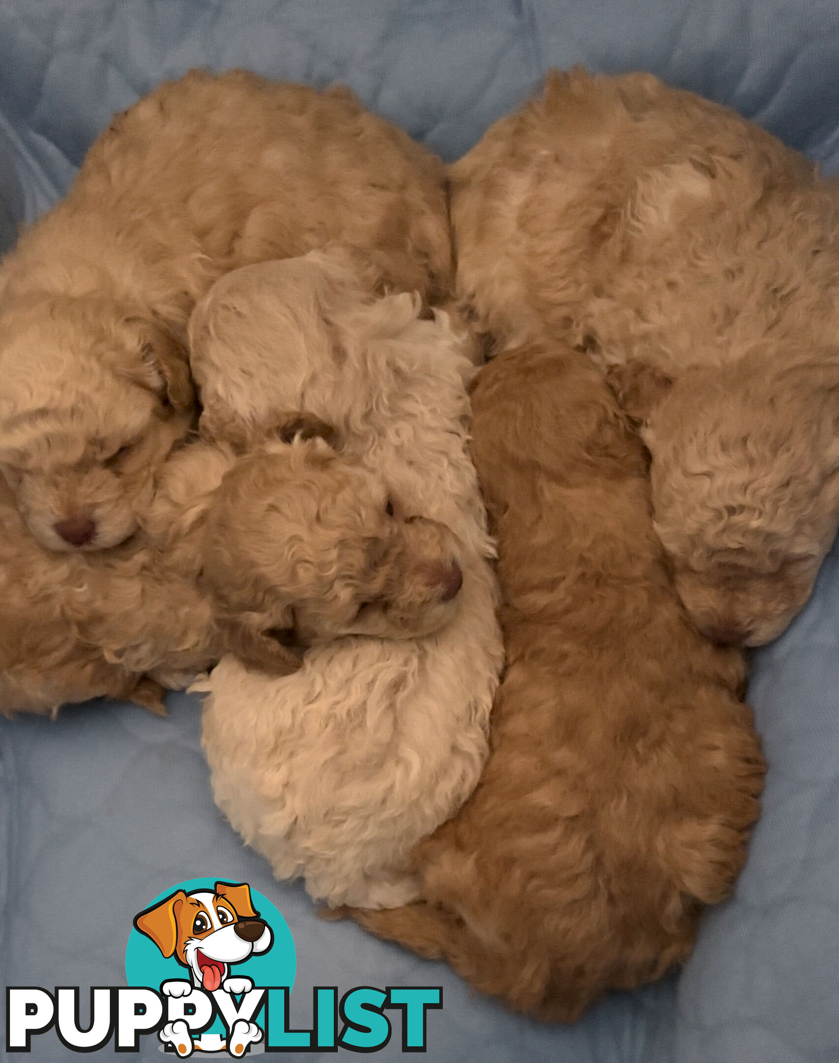 Toy Poodle Puppy