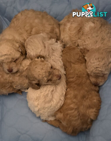 Toy Poodle Puppy