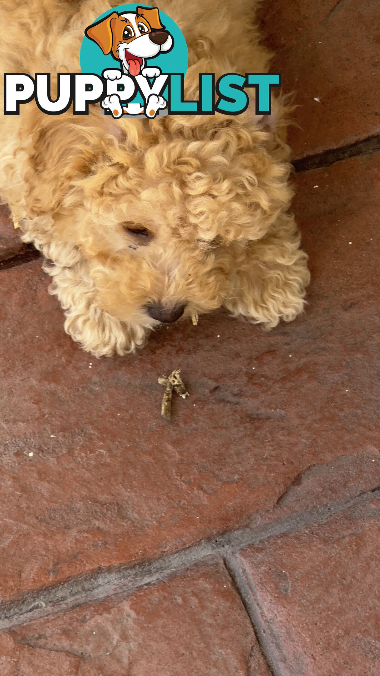 Toy Poodle Puppy