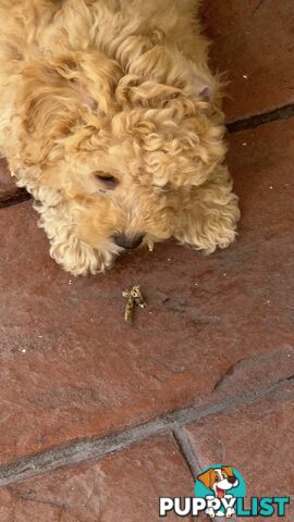 Toy Poodle Puppy