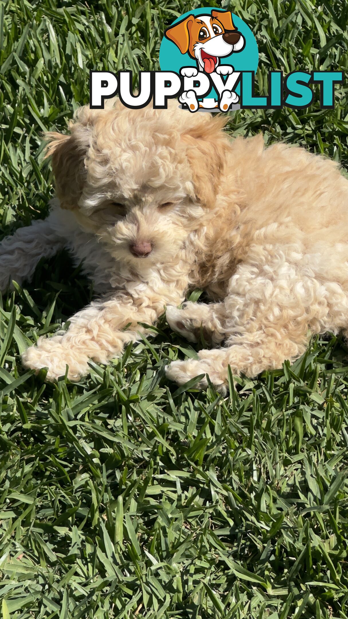 Toy Poodle Puppy