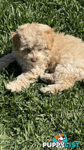 Toy Poodle Puppy