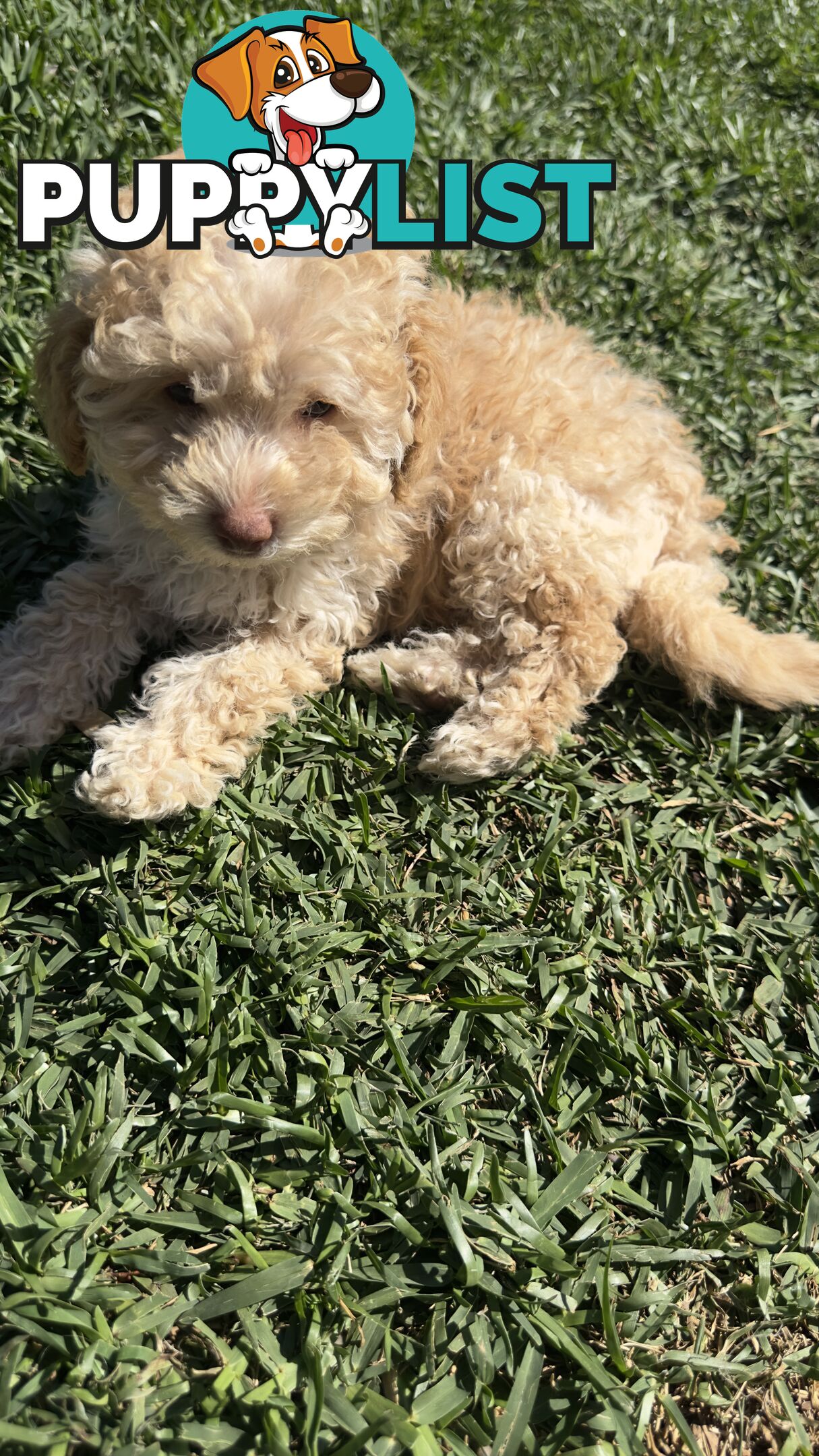 Toy Poodle Puppy