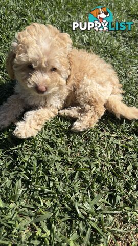 Toy Poodle Puppy