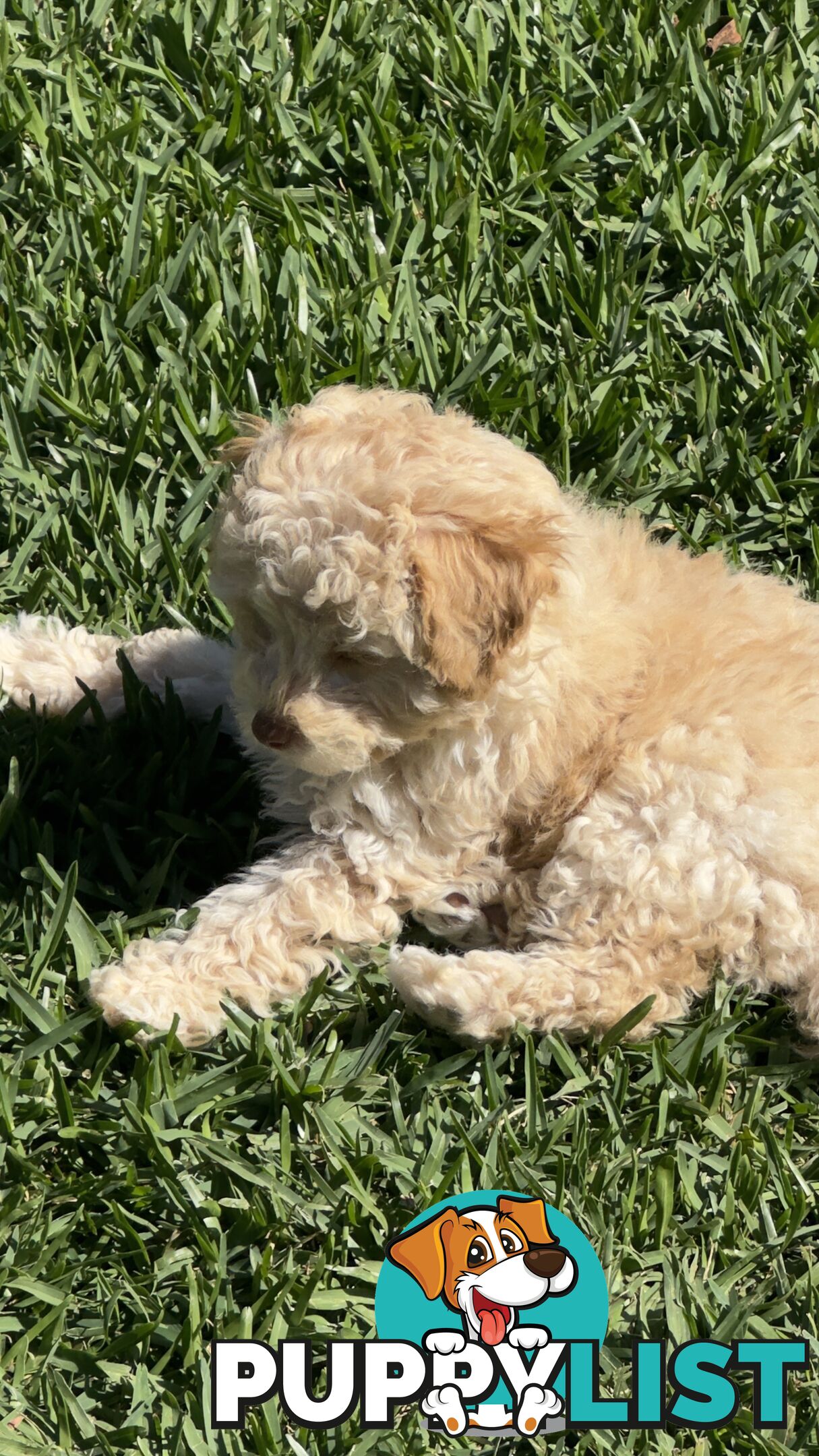 Toy Poodle Puppy