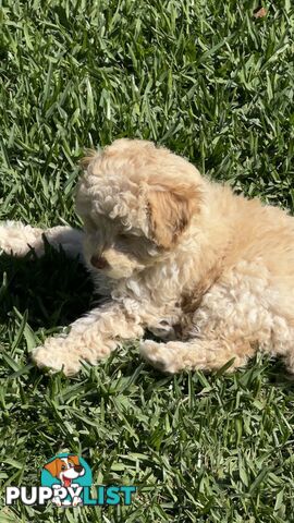 Toy Poodle Puppy