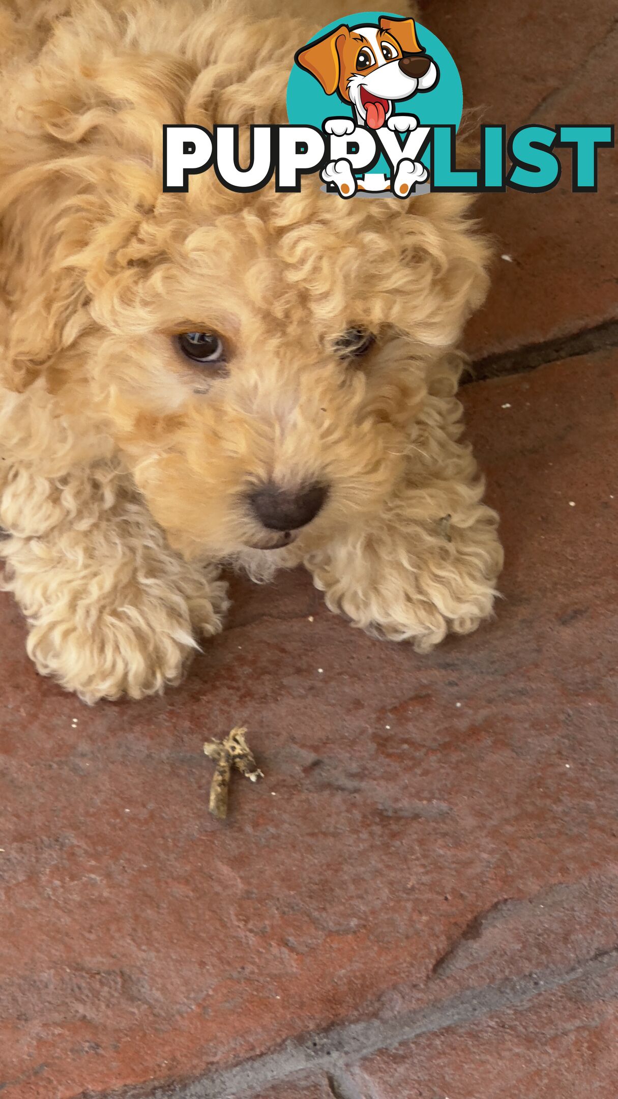 Toy Poodle Puppy