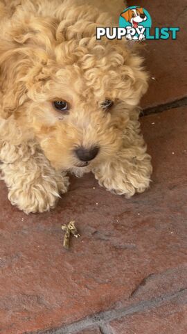 Toy Poodle Puppy