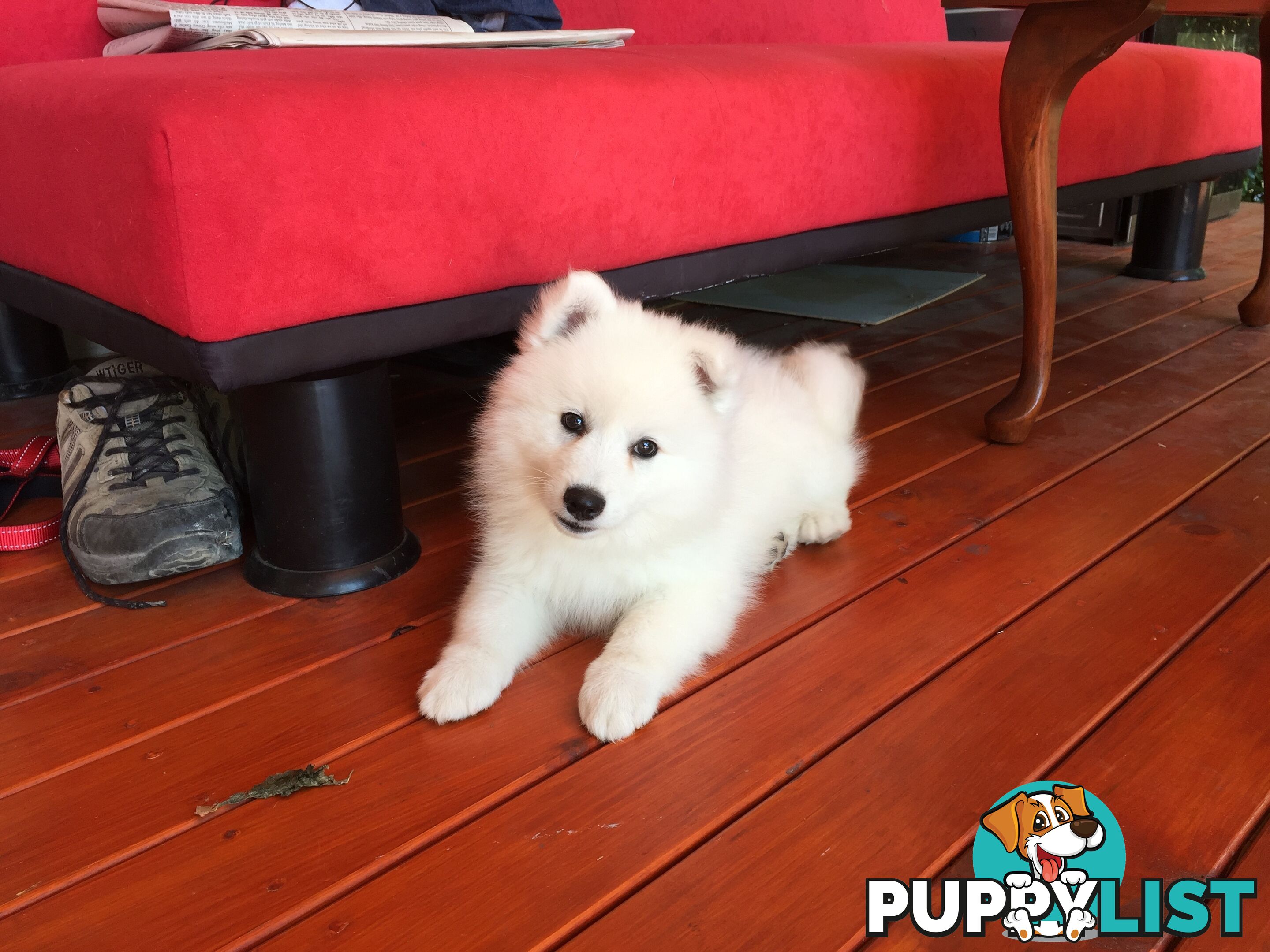 Pure Japanese Spitz