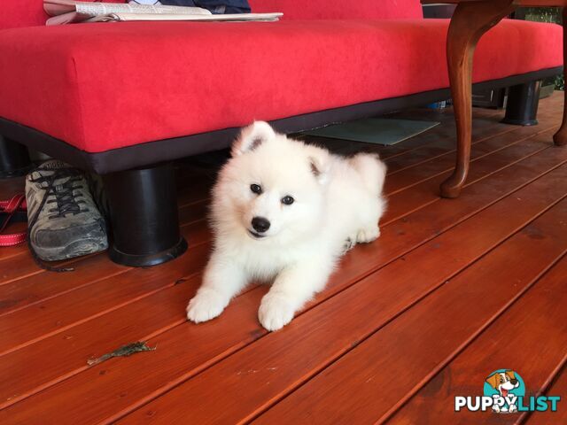 Pure Japanese Spitz