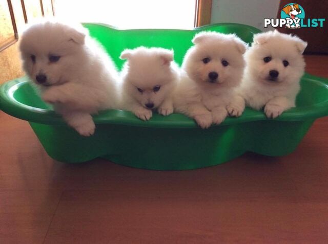 Pure Japanese Spitz