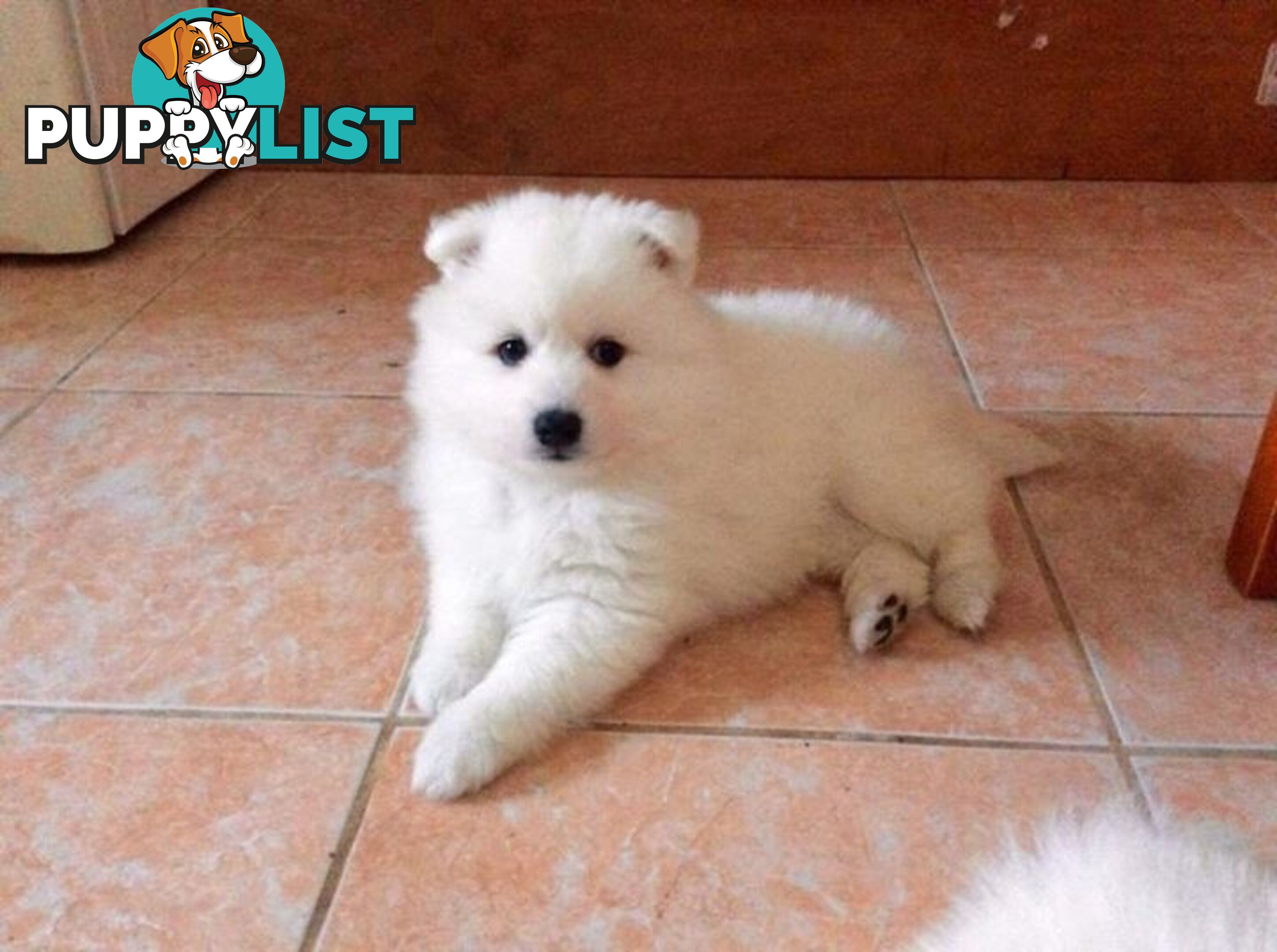 Pure Japanese Spitz