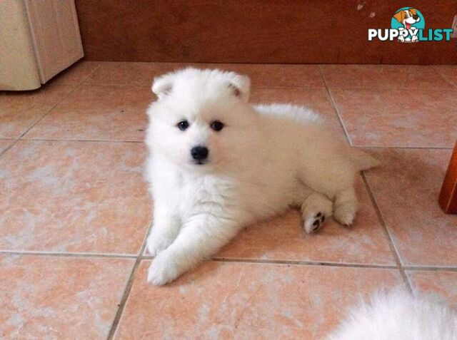 Pure Japanese Spitz