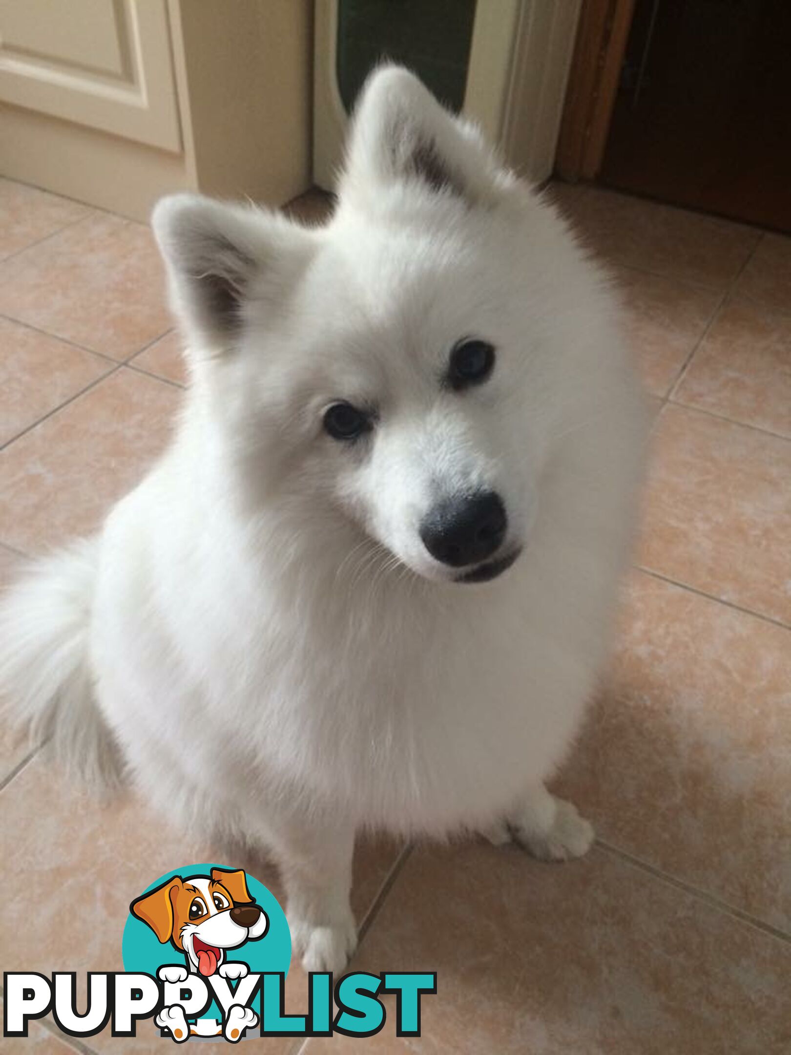 Pure Japanese Spitz