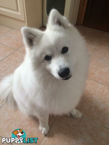 Pure Japanese Spitz