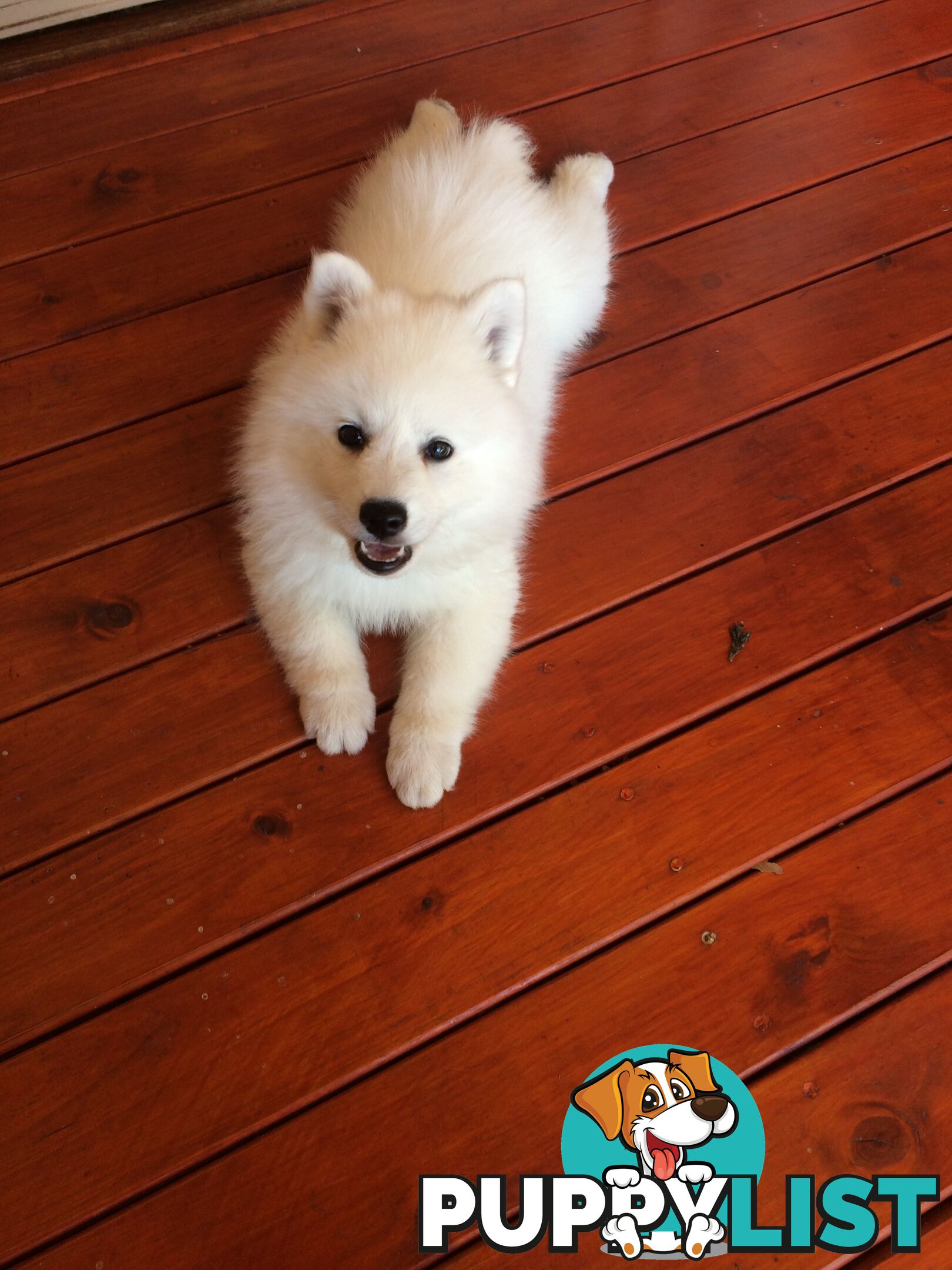 Pure Japanese Spitz