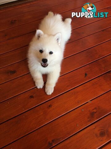 Pure Japanese Spitz