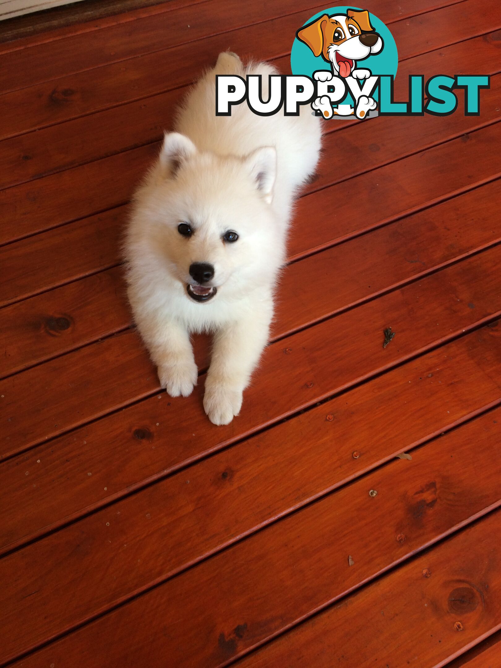 Pure Japanese spitz