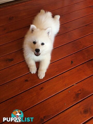 Pure Japanese spitz