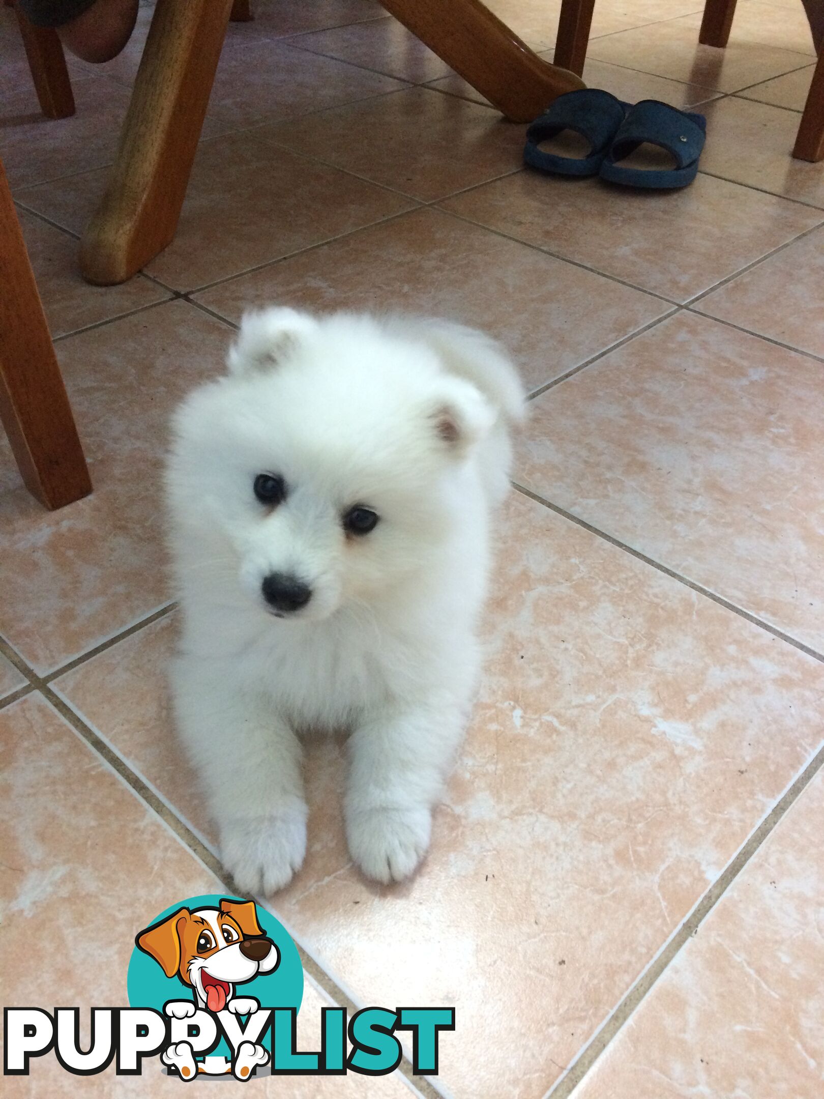 Pure Japanese spitz