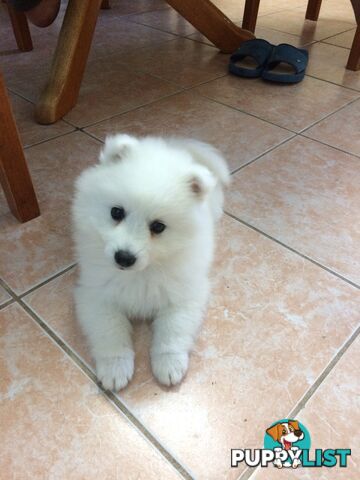 Pure Japanese spitz