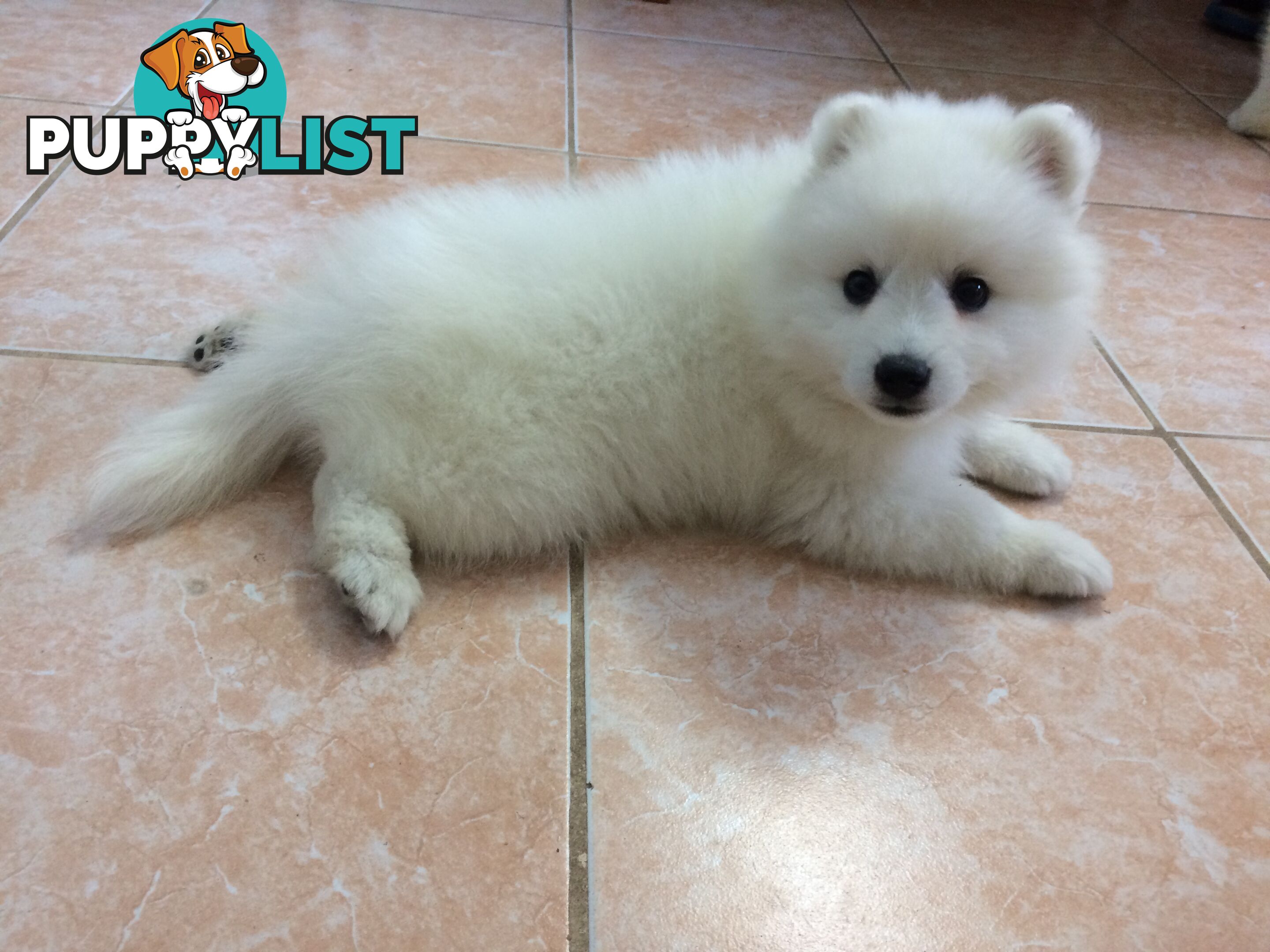 Pure Japanese spitz