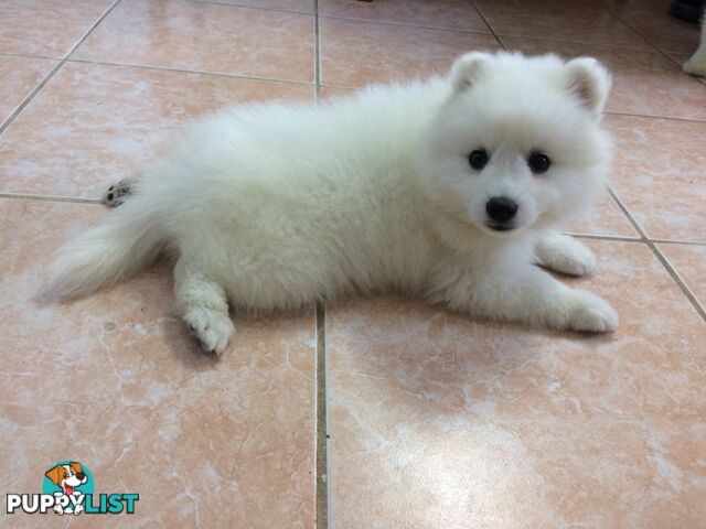 Pure Japanese spitz