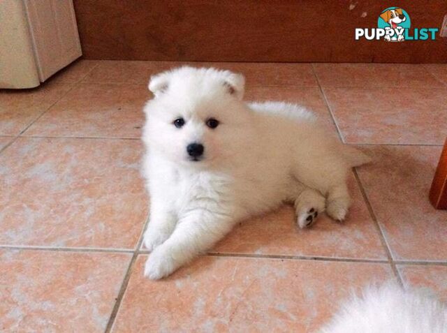 Pure Japanese spitz