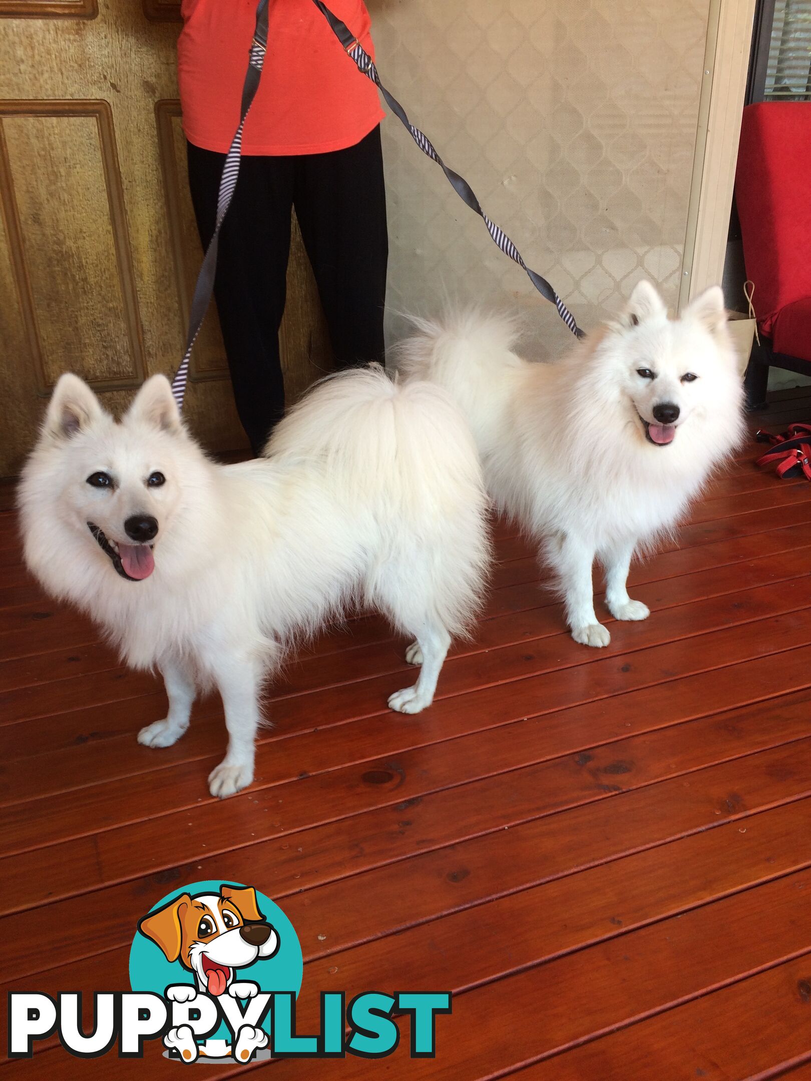 Pure Japanese spitz