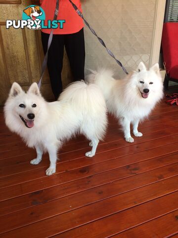 Pure Japanese spitz