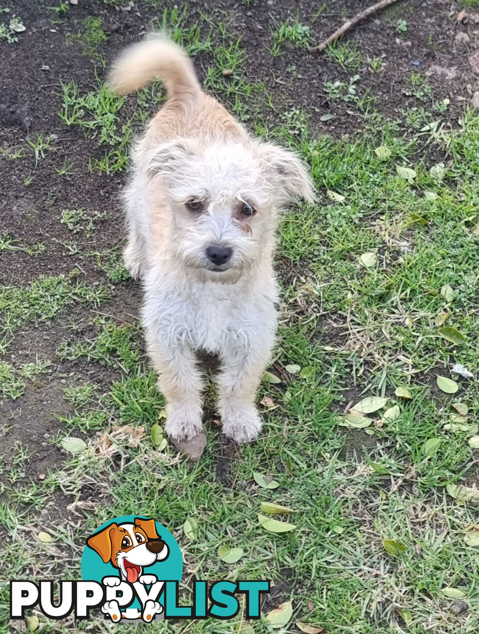Maltese, Jack Russel and Poodle X Puppies
